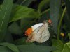 Great Orange Tip - Hebomoia Glaucippe